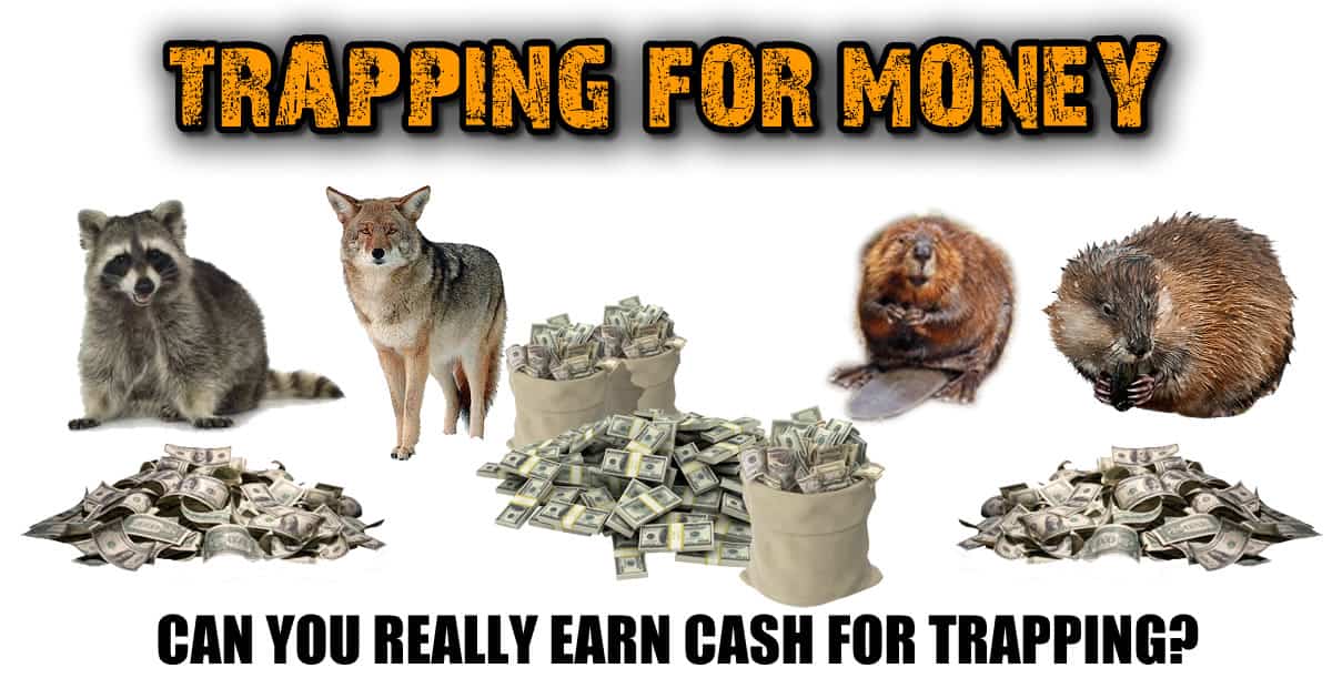 Trapping For Money - Earn a Paycheck for Trapping