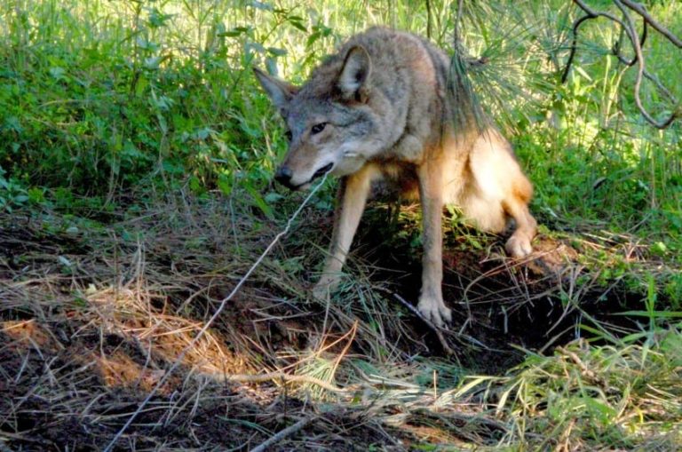 Nuisance Wildlife Control - Basic Snaring 101