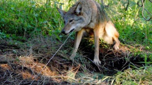 snaring coyote snaring coyotes
